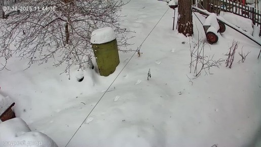 Черную белку заметили в селе Курлек Томской области