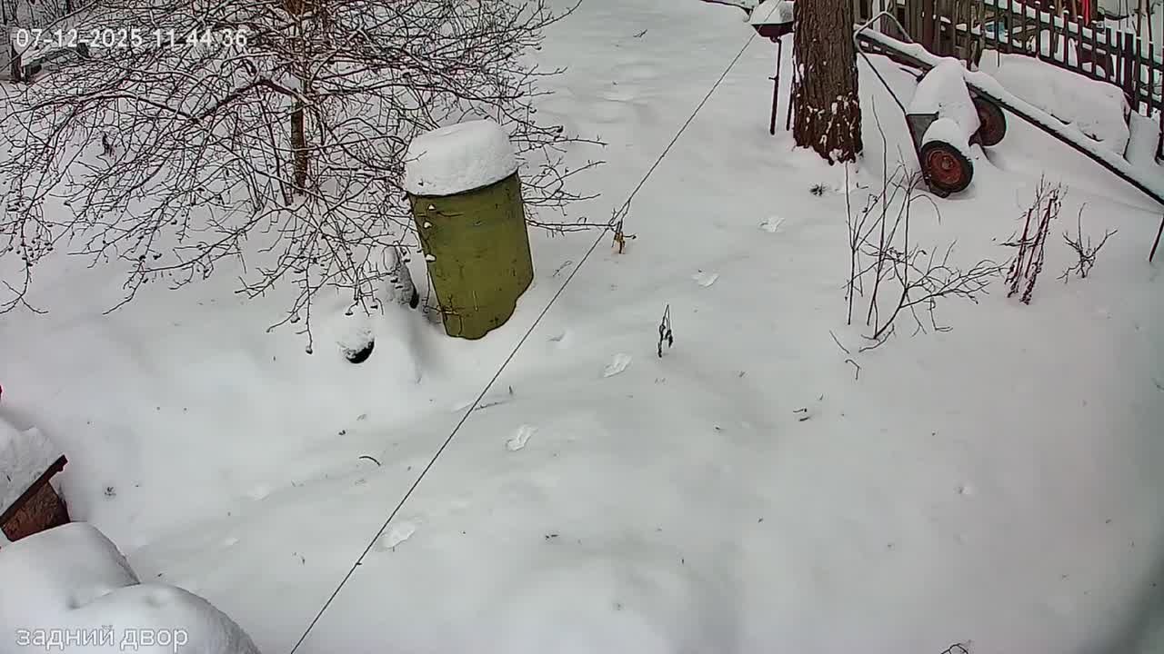 Черную белку заметили в селе Курлек Томской области