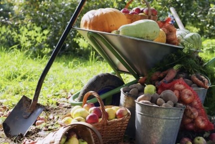 Август на огороде: главные ошибки, которые могут стоить урожая