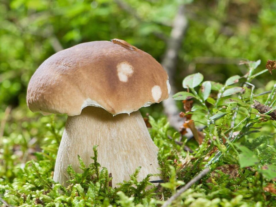 ��� ������� ��������� ������� ��� ������ �� ����: ������ �� ���������