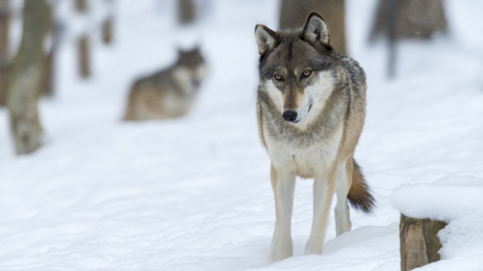 ����� 1500 ������: ����� ���� ������� � ���� � �������� �� ���� � ������� �������