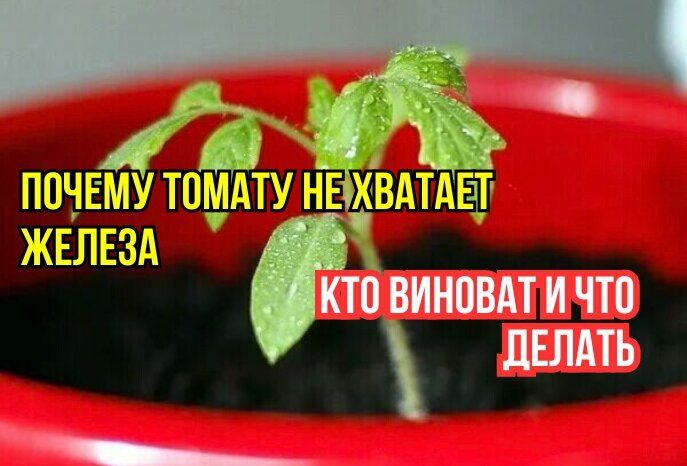 ������ ������ �������: ��� �������� ������� �������� ������