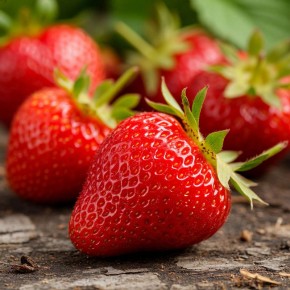 Плодоносная забота о ремонтантной клубнике