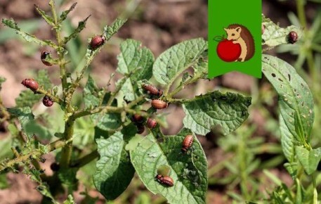 ����������� ������ ������ � ����������� ����� ��� �����