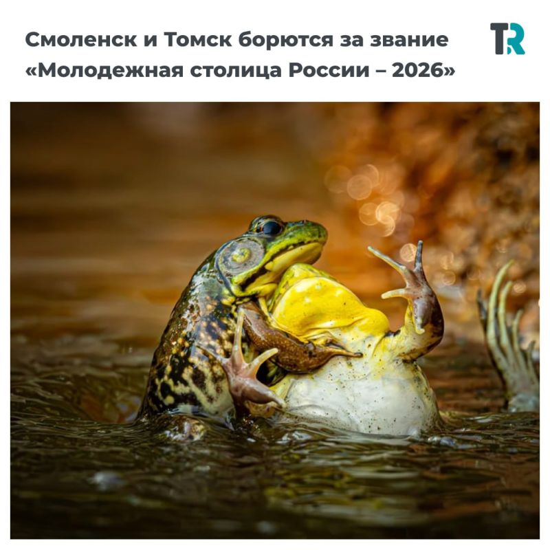 Мы взяли самые смешные снимки животных 2025 года с конкурса Nikon и примерили их к томским новостям этого года