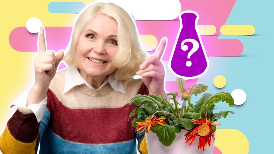 Чудодейственные свойства: с этим средством даже поникшие комнатные растения воспрянут и зацветут