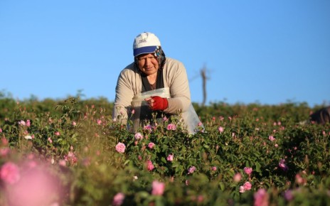 Холода на носу: когда и как нужно укрывать розы на зиму