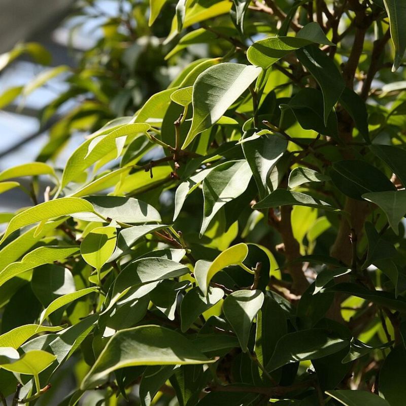 Секреты обрезки фикуса Бенджамина: как сохранить красоту и здоровье растения