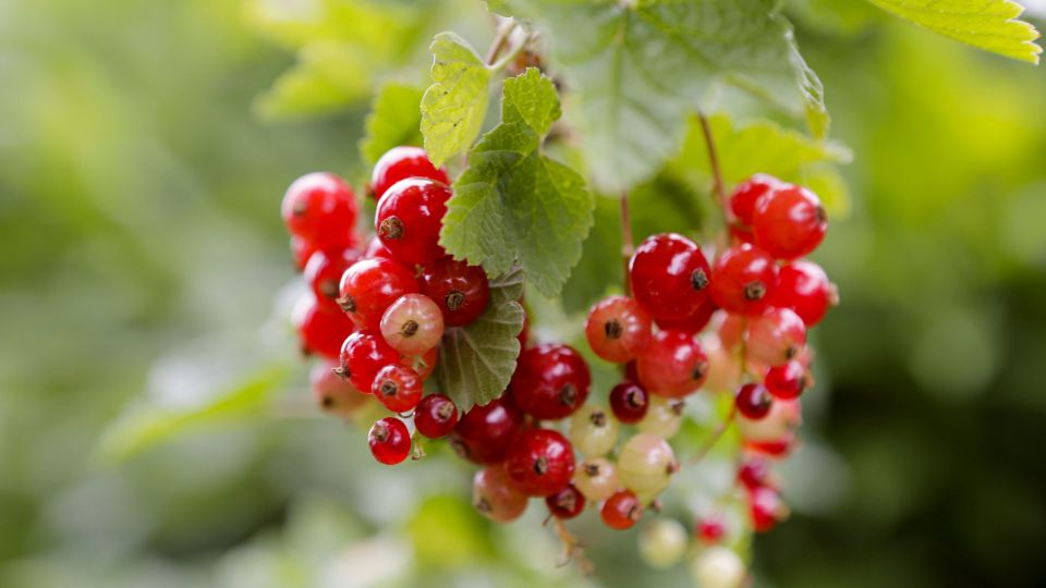 ��������� ���� ����������� ����: ����� �� ���������� ��������� ���� ������