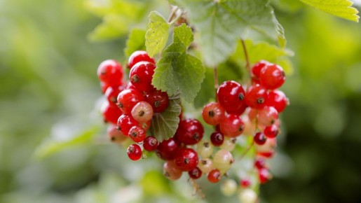 ��������� ���� ����������� ����: ����� �� ���������� ��������� ���� ������