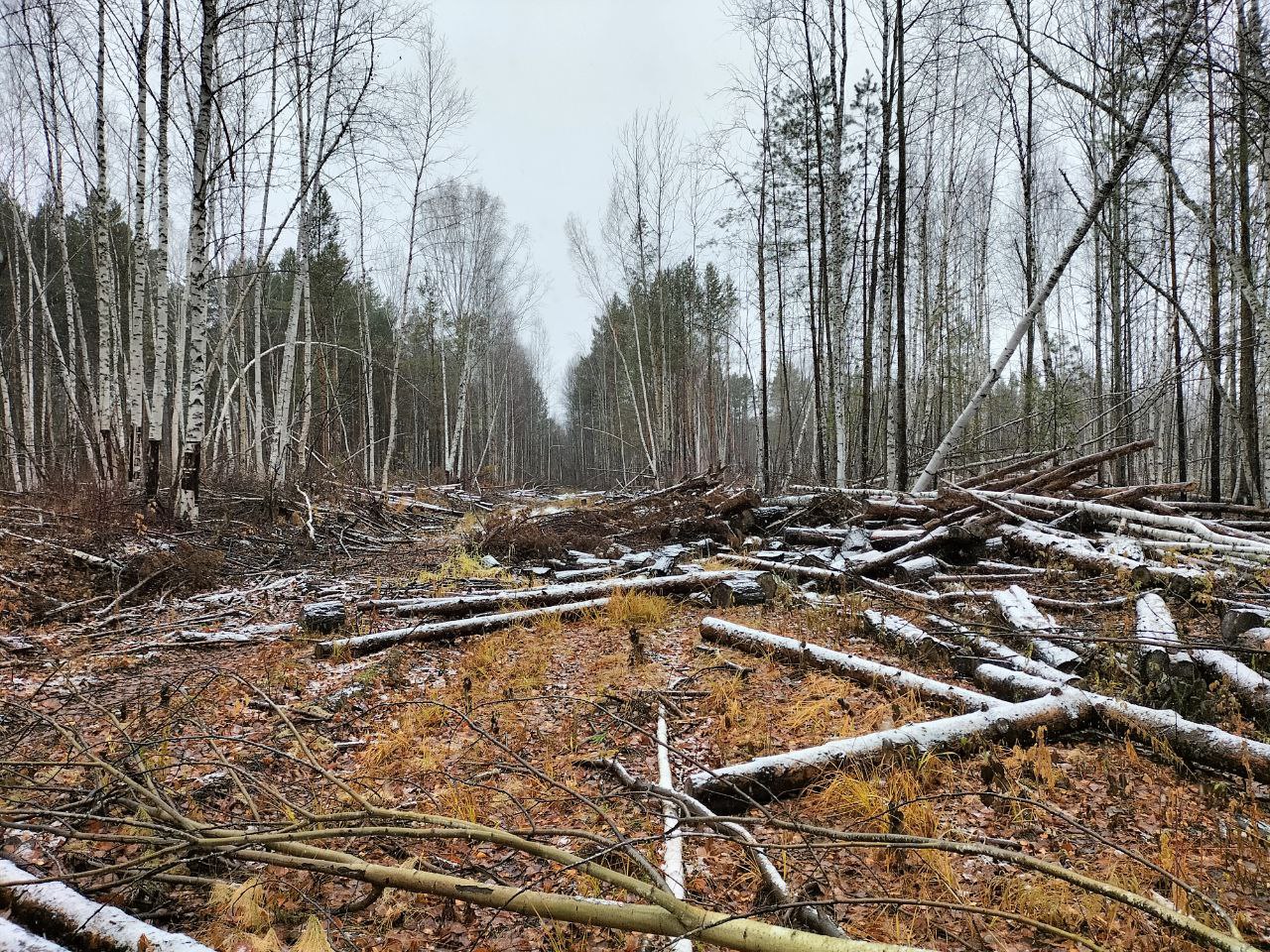 Прокуратура Верхнекетского района Томской области направила в суд уголовное дело о незаконной рубке лесных насаждений на общую сумму свыше 700 тыс