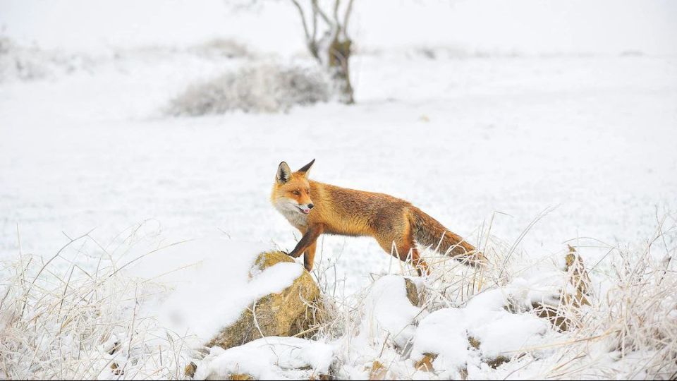 ����� �������� � ������: ������ ���� ��� ���� ������� � �����?