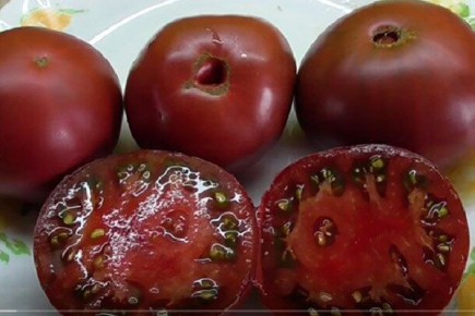 ׸���� ����� �����: ���������� ��������� ��� ������ �������