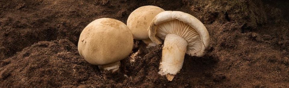 ����������� ��������: ������� �� ���������� ���� � ������� �����������?