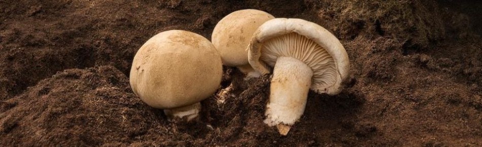 ����������� ��������: ������� �� ���������� ���� � ������� �����������?