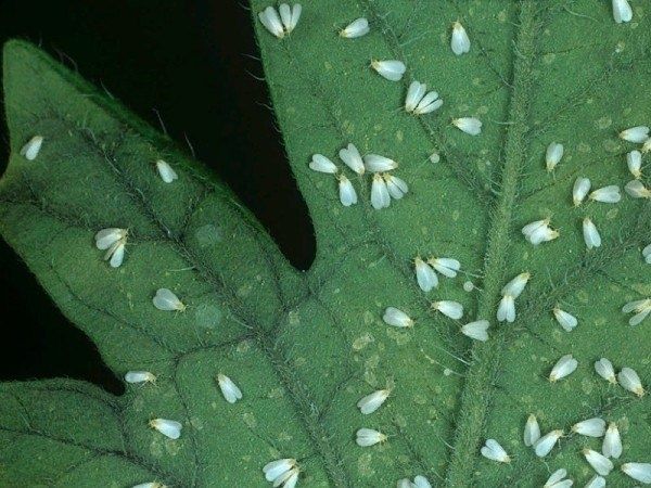 ����������� ��������� ������ � ����������� �� �������