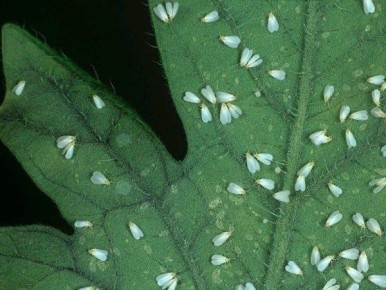 ����������� ��������� ������ � ����������� �� �������