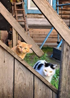 ��������� ����� ��������������� ������ � �������� ����������� ���������, ���������� ����������