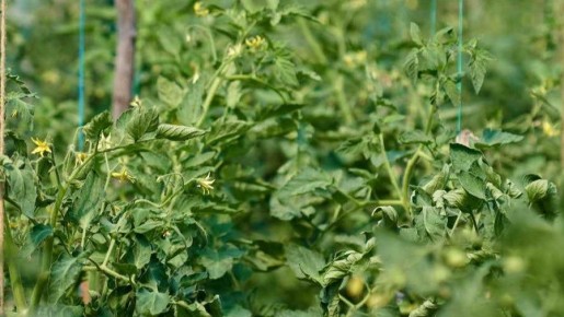 ��� ��������������� ������ ������� ���������