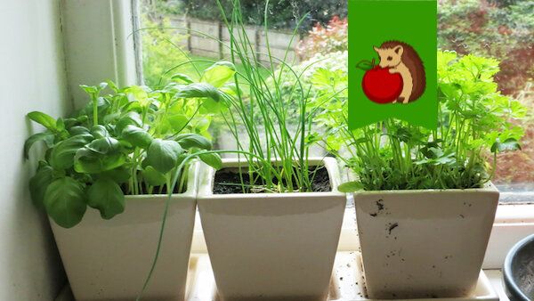 Как вырастить зелень на подоконнике: секреты и провалы зимнего садоводства