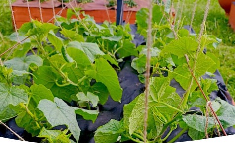 ������� ��������� ����������� �������: �� ������� �� ������