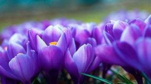Крокус: волшебный мир шафрана и секреты его ухода