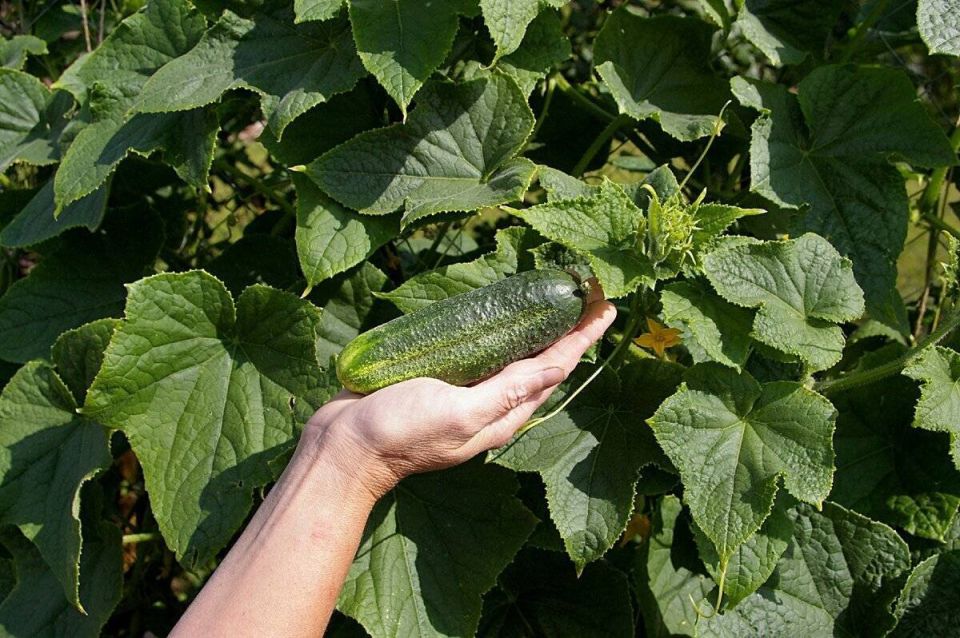 ������ ������ �� ������ �������: 5 �������� ��� ��������� ������