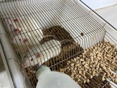 ������ ���: ����������� �������� � ������ � ����������� � �������� ������������