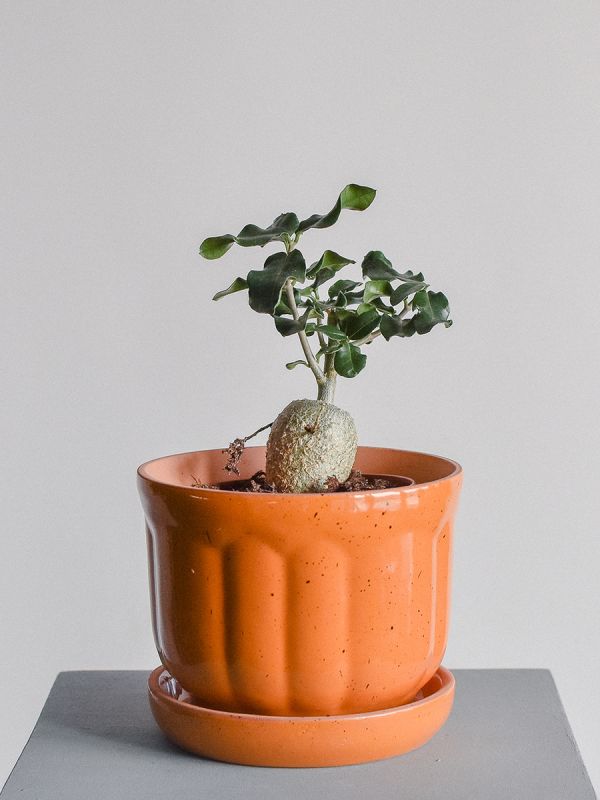 �����: ���������� ������� �����������, ������� ����� ���������