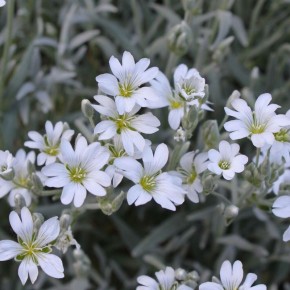 �������: ���������� � ���� ��� ����� ������� � ������������� �������