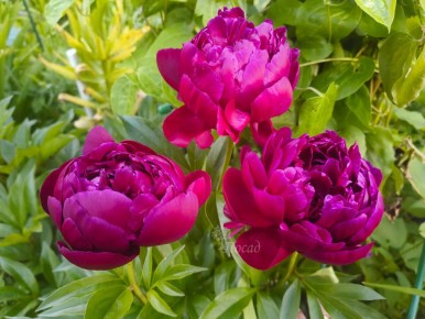 ������� �������� ��������� ������ ��� ������������� ��������