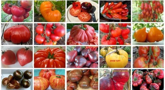 Крупноплодные томаты: выбираем сладкие сорта для вашего огорода