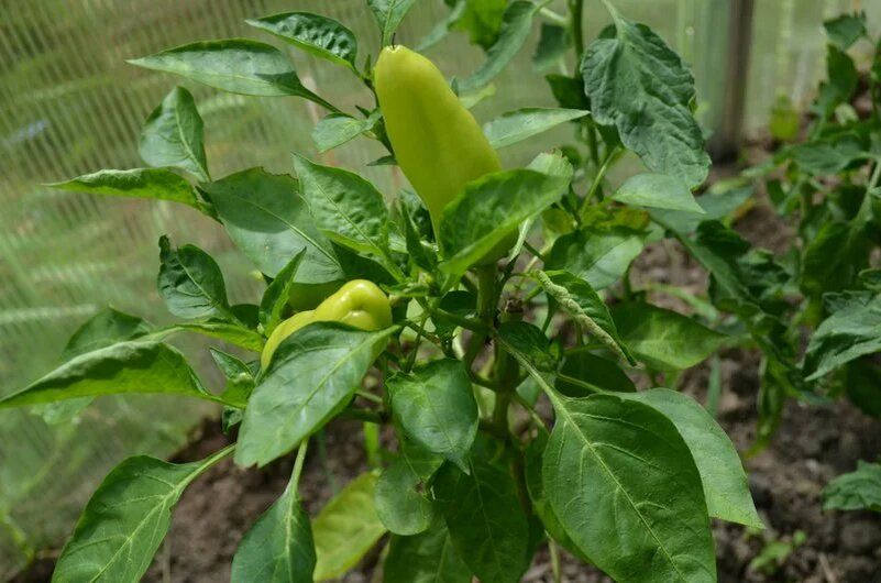 ��� ��������� ������� ������ �����: ������� ��������� ������ � ���������