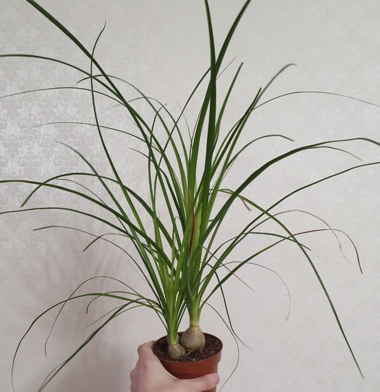 Как выбрать неприхотливое и эффектное растение для дома: ищем идеального спутника