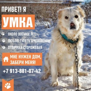 Я Умка.. Люблю лежать на солнце, гулять с человеком. Хочу, чтобы и меня любили