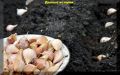 Как гарантировать урожайный чеснок: простые секреты подготовки грядок