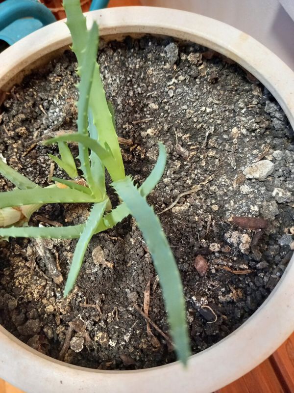 ������ �� ��������� ������� ���������� ����� �����?