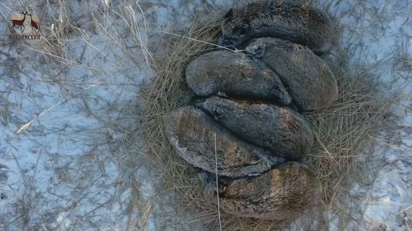 ���, ��!�. ����������, ��� ��������� ������� � ������ � ��������� �����������