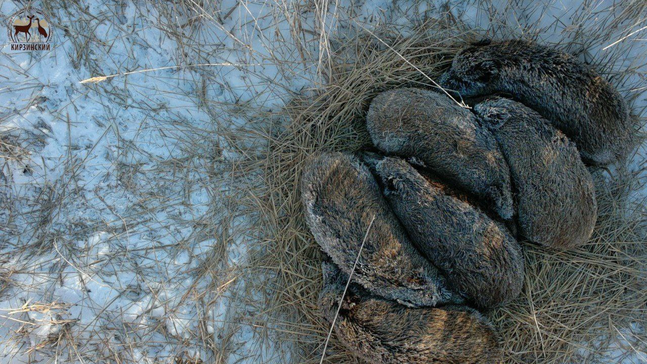 Морозный привет из заповедника «Кирзинский» Морозный привет из заповедника «Кирзинский»