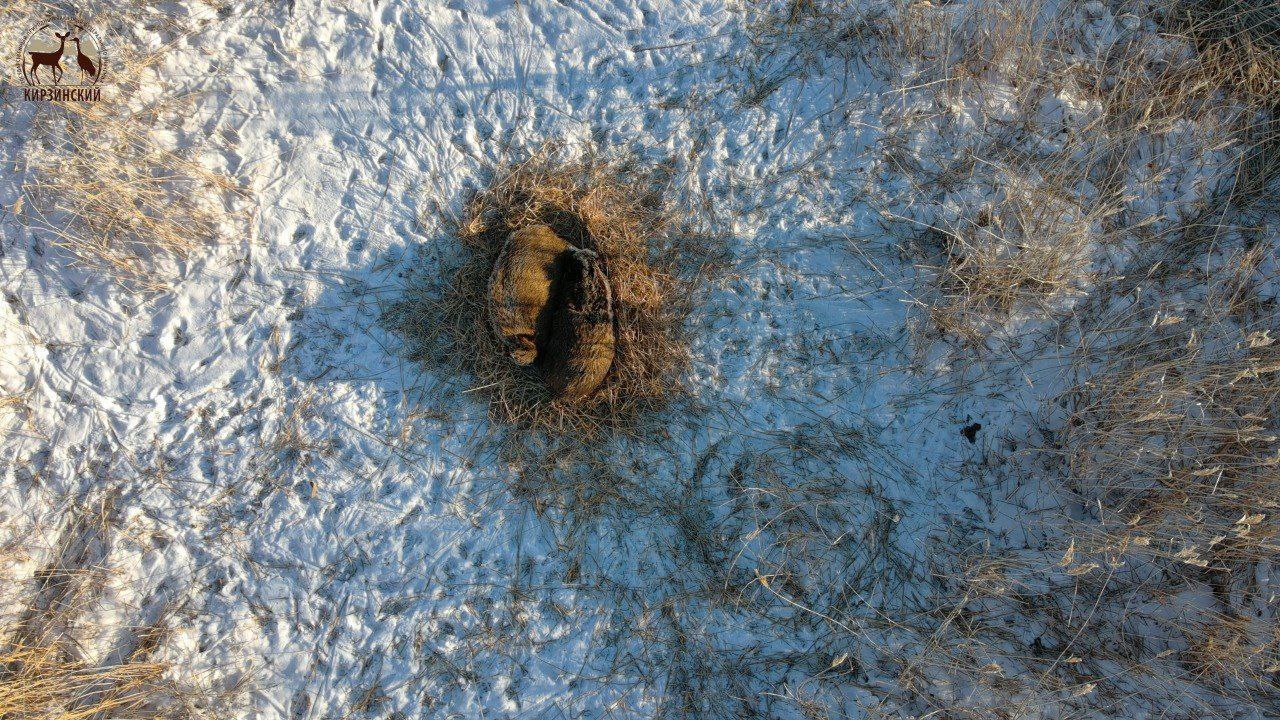 Морозный привет из заповедника «Кирзинский»