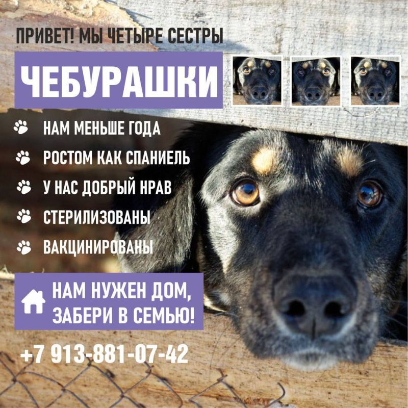 Мы четыре сестры, в приюте нас шутливо называют «Чебурашками» за наш веселый и легкий нрав