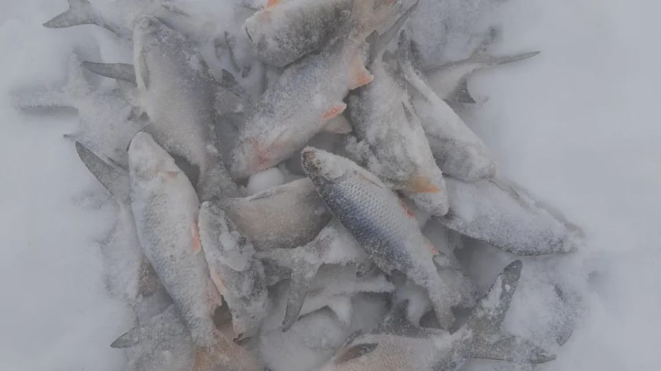 ���������� �������: ������� ������ ���������� ������� � �����������