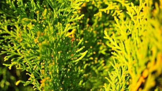 ��������� ������� ��������: ��� �������� ���������� ������ � �����������