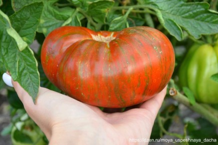Урожайный сорт томатов: Как вырастить сладкий и мясистый помидор на вашем участке