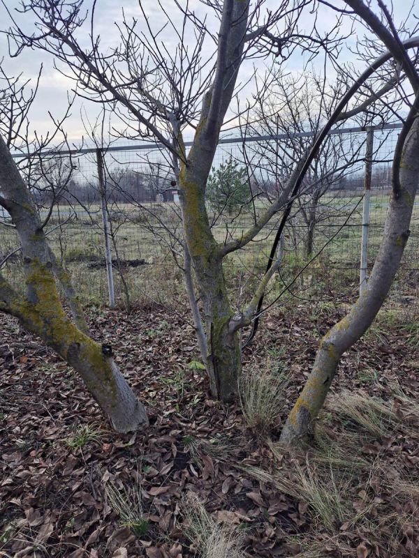 ������ �� ����: ��� ���������� ������ ������� ��� ������