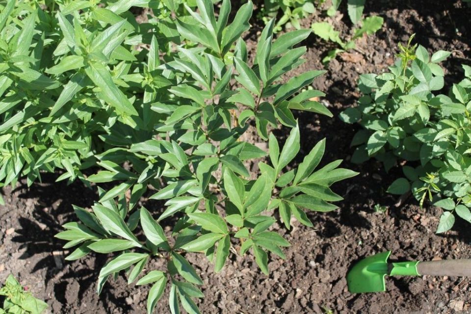 ������� �������� ��������� ��� ��������� �������� ������