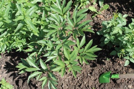 ������� �������� ��������� ��� ��������� �������� ������