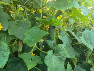 Секреты плодоношения: как спасти огурцы от августовского кризиса