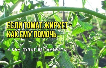 ������ ���� ������ �� ����������? ������� � ������ �� �����