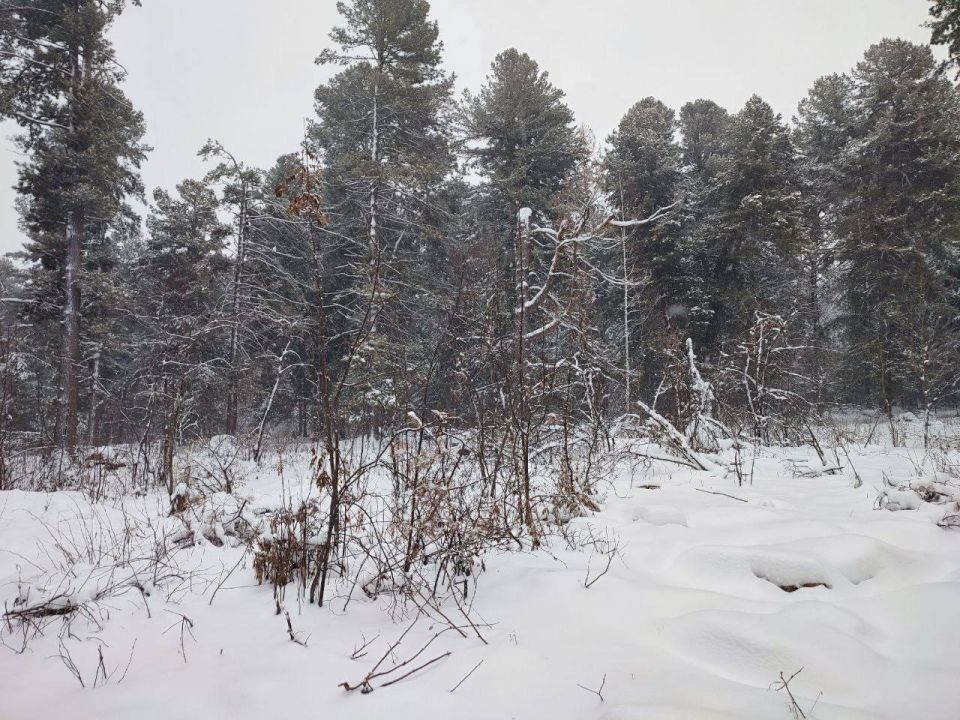 Томская межрайонная природоохранная прокуратура потребовала установления охранных зон в отношении нескольких припоселковых кедровников и других региональных памятников природы